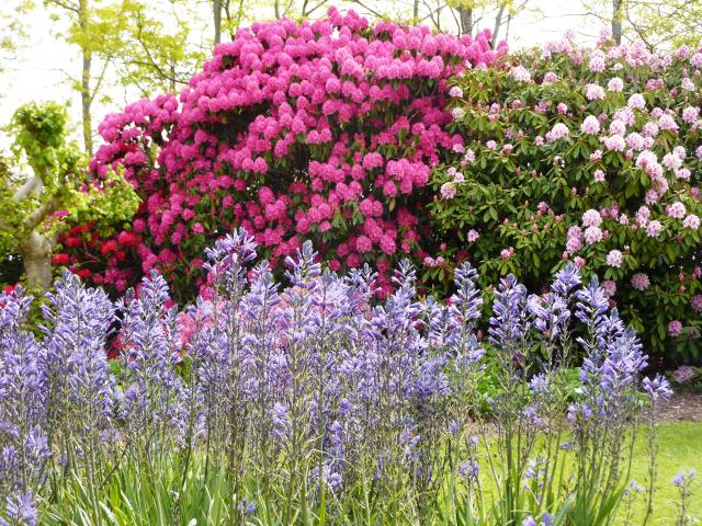 Rhodo et Camassia - Jardins des Renaudies