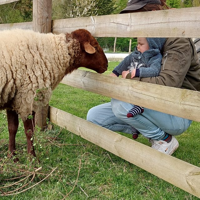 un bébé dans les bras de son père regarde un mouton derrière une barrière