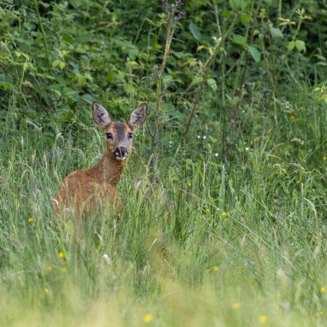 Instagram #mayenne