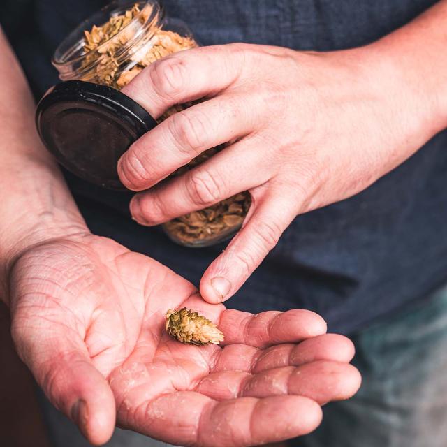 Gros plan sur une fleur de houblon dans la main de Guillaume