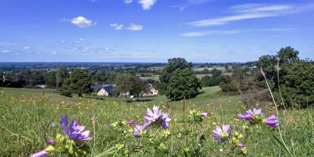 Paysage de campagne avec une grand ciel bleu et des fleurs des champs