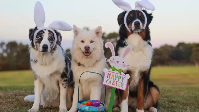 trois chien sont assis devant un panier rempli d'œufs de pâques colorés. Deux d'entre eux portent de fausses oreilles de lapin.