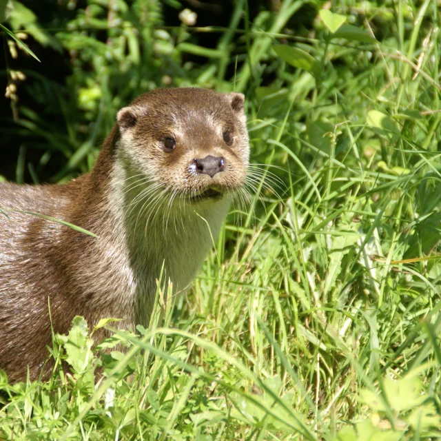 Photo d'une loutre dans une prairie en bordure de rivière