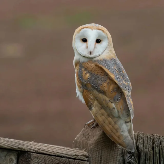 Une chouette effraie est posée sur un poteau en bois. Elle regarde en notre direction